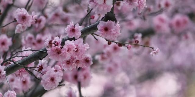 【3月23日浦和競馬桜花賞】勝ちっぷりに焦点モダンウーマン。