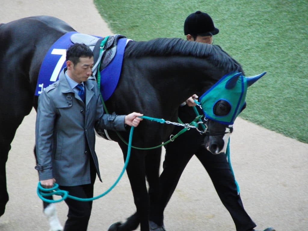 ゴールドアクター年内休養、有馬記念へは向かわず1月のアメリカJCCへ