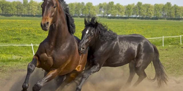 【阪神牝馬S2016有力馬】ミッキークイーンの復帰戦に要注目