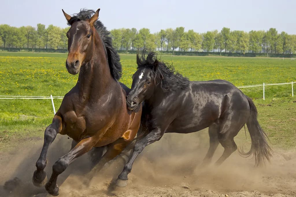【阪神牝馬S2016有力馬】ミッキークイーンの復帰戦に要注目