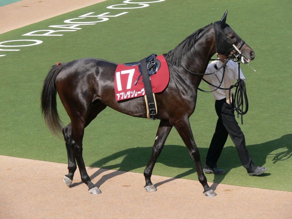 【青葉賞2016予想】レーヴドスカー産駒の出走勝率100%という事実