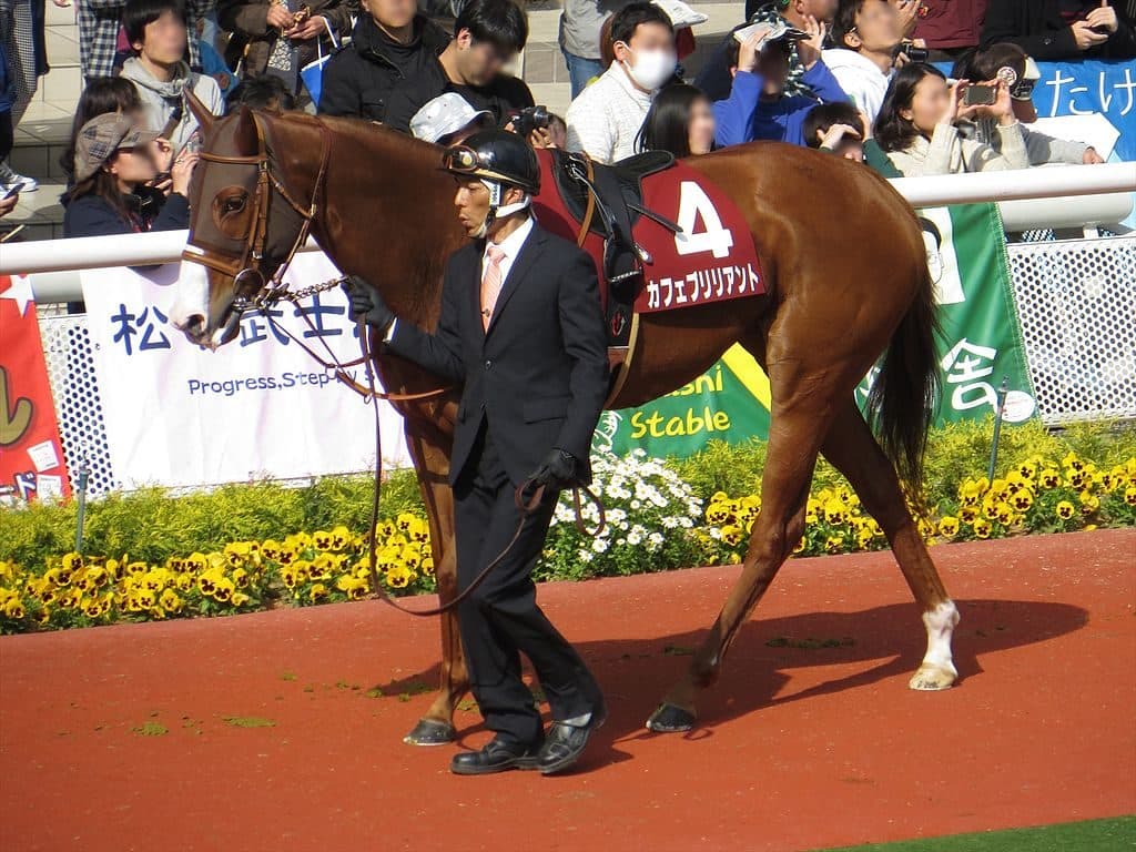 【阪神牝馬S2016注目馬】昨年覇者カフェブリリアント連覇なるか！？