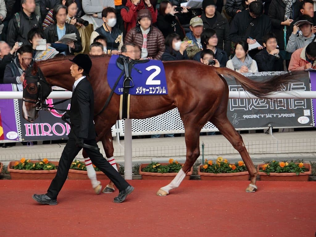 【桜花賞2016有力馬】三冠の期待かかるメジャーエンブレムの初戦やいかに