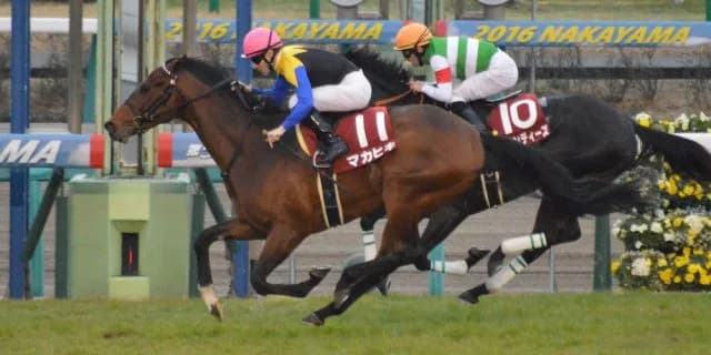 【日本ダービー2016出走馬】長い直線で存分にマカヒキの切れ味を発揮してもらいたい