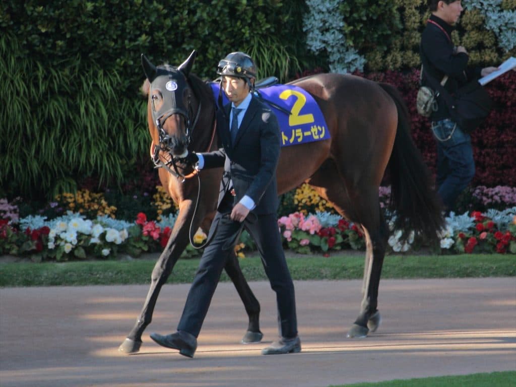 サトノラーゼン、オーストラリアへ移籍が決定