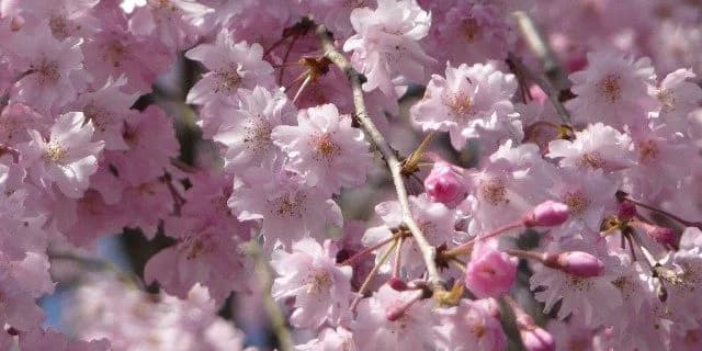 【桜花賞2016予想】メジャーエンブレムが逃げきる可能性は高い