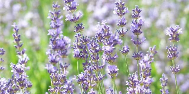 【桜花賞2016注目馬】メジャーエンブレムと未対戦のラベンダーヴァレイ