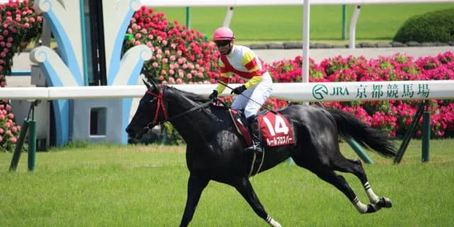 【京都ハイジャンプ2016予想】1番人気より3番人気、そして高齢馬が狙い目！