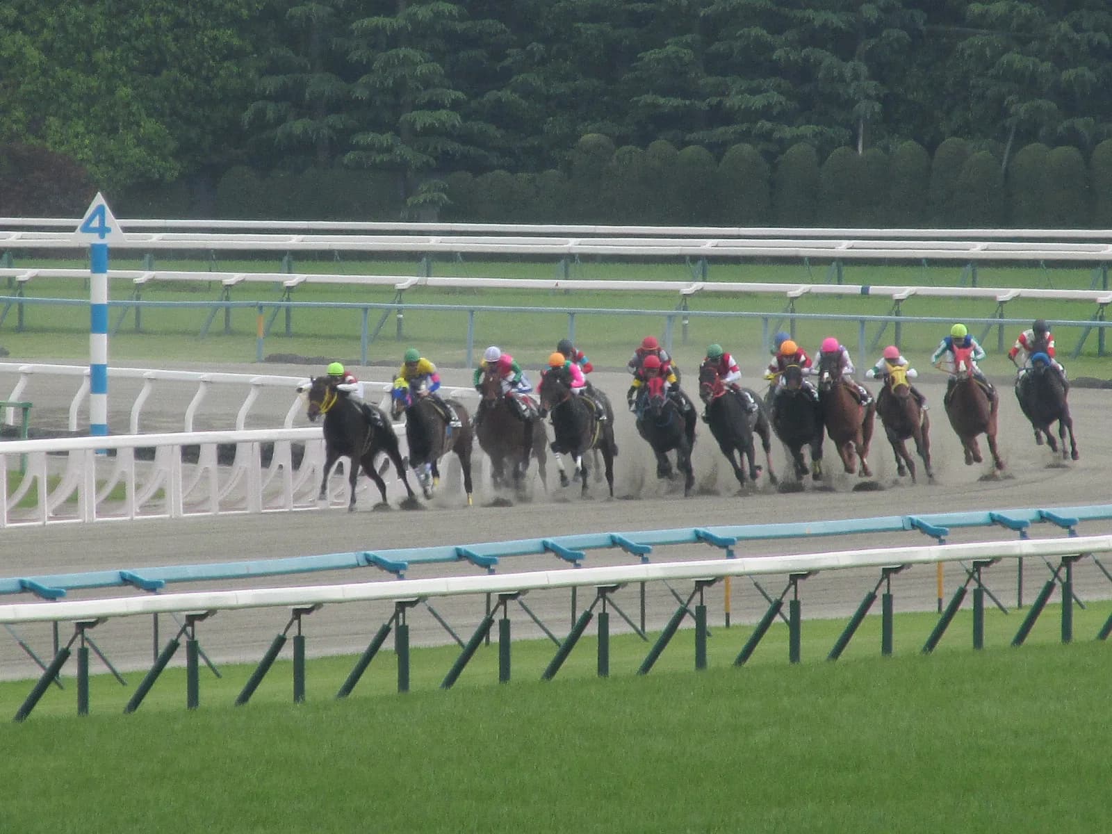 【平安S2016】ドコフクカゼ、強豪打ち破り秋の大レースへ繋げ!