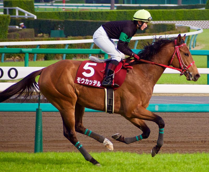 【目黒記念2016予想】藤田菜七子、サイモントルナーレで重賞2度目の挑戦！