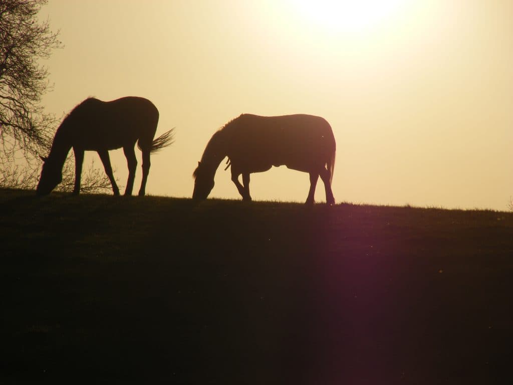 １週前先取り日本ダービー考察・気になる上位5頭+1