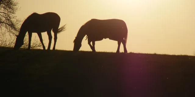 １週前先取り日本ダービー考察・気になる上位5頭+1