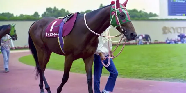 【JRA】ナイスネイチャ亡くなる、35歳の大往生