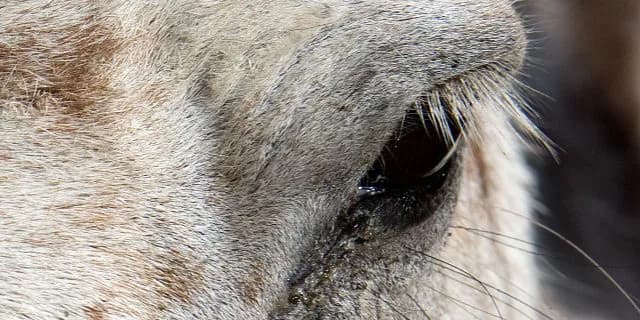 【日本ダービー2016出走馬】マウントロブソン自分の競馬で好勝負を期待！