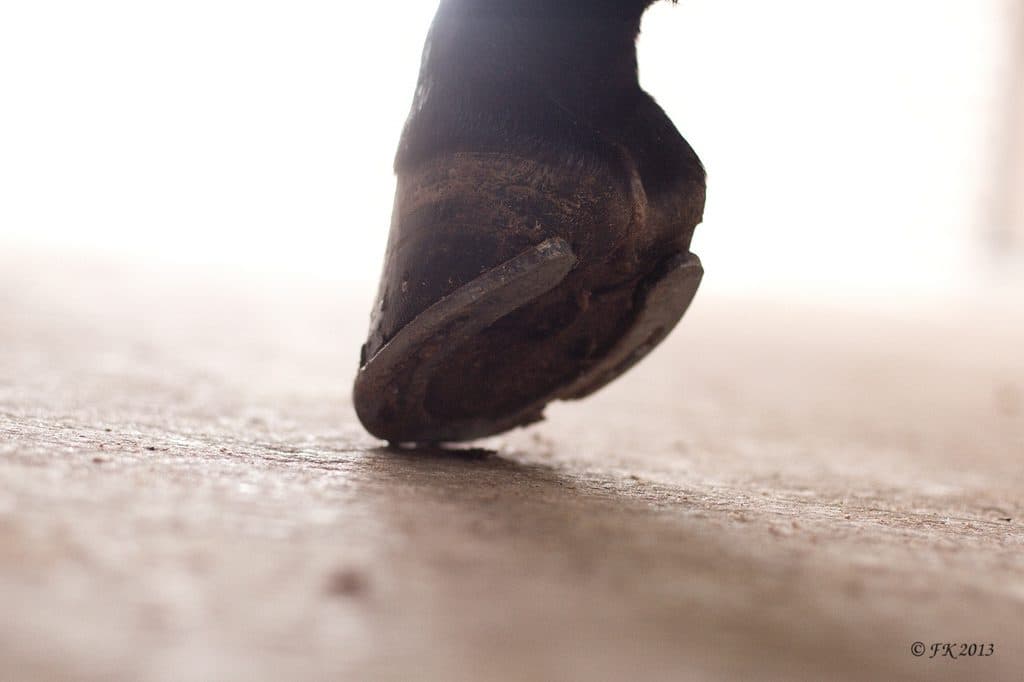 【ホープフルS2017】ルーカス、出走決定。枠番は5枠10番