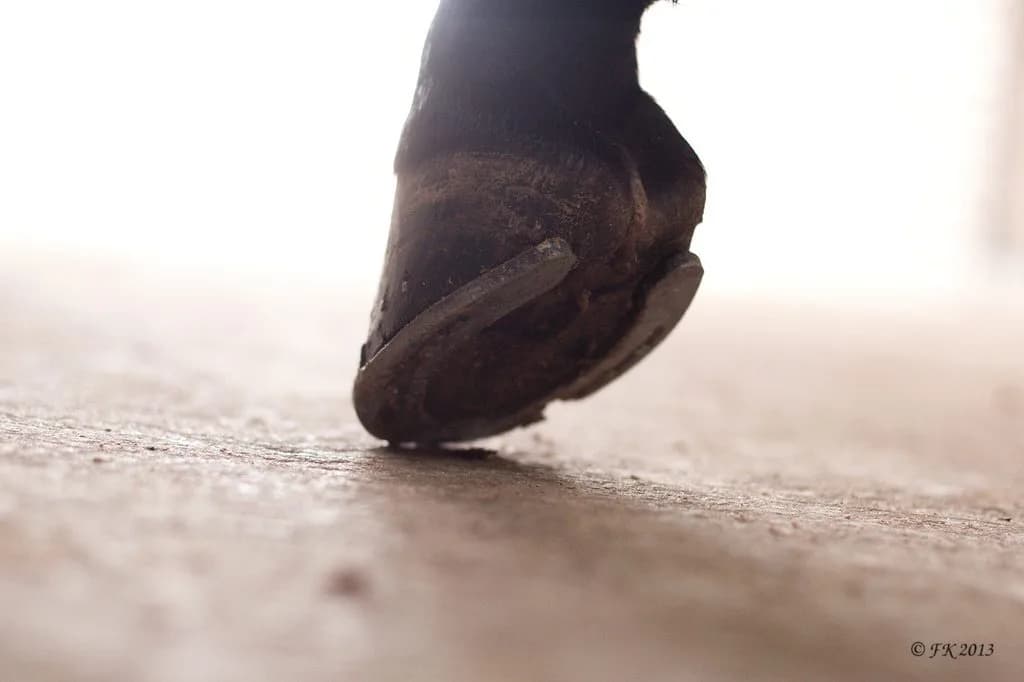 【京都大賞典2017】2400mでミルコなら？！シュヴァルグラン復活Vに期待