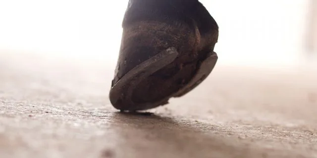 【京都大賞典2017】2400mでミルコなら？！シュヴァルグラン復活Vに期待