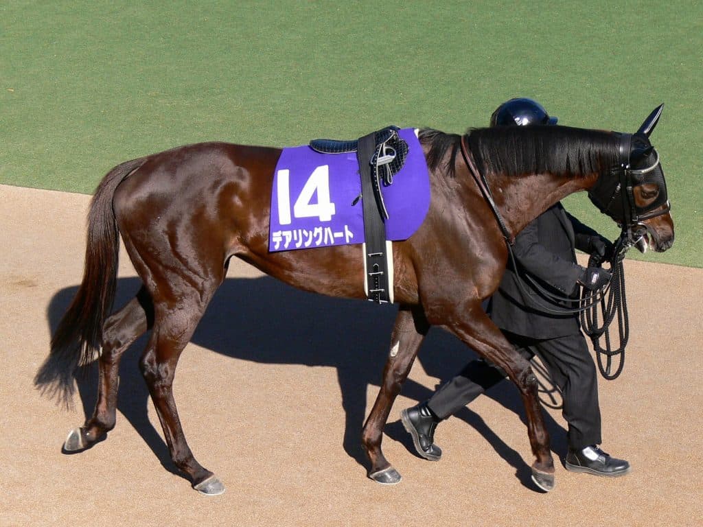 オークスからNHKマイルCへ転進したメジャーエンブレムは成功するか？