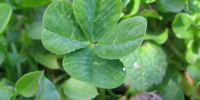 「最も運がいい馬が勝つのがダービー」というジンクス