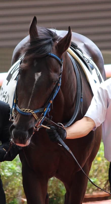 【日本ダービー2016予想】ディーマジェスティやリオンディーズなど有力馬の体調は如何に？！