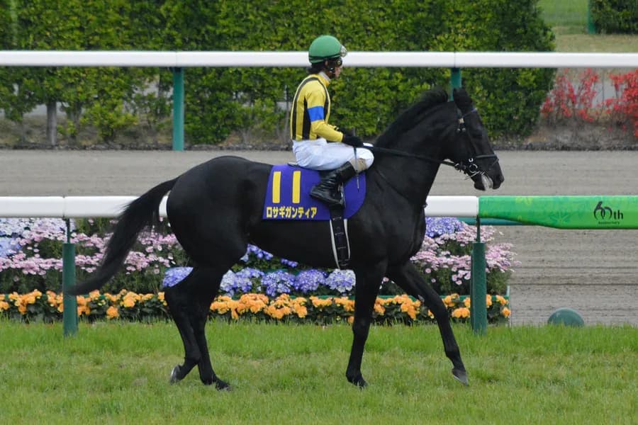 ロサギガンティア引退、今後は乗馬に