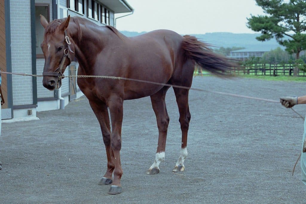 【オークス2016予想】父も母父も天皇賞（春）勝ち馬のスタミナ血統ペプチドサプルが2400mを駆け抜ける！