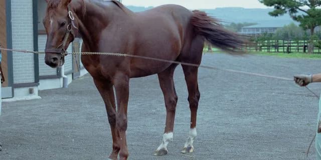 【オークス2016予想】父も母父も天皇賞（春）勝ち馬のスタミナ血統ペプチドサプルが2400mを駆け抜ける！