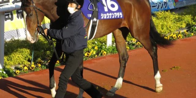 ショウナンアデラ引退、繁殖牝馬に