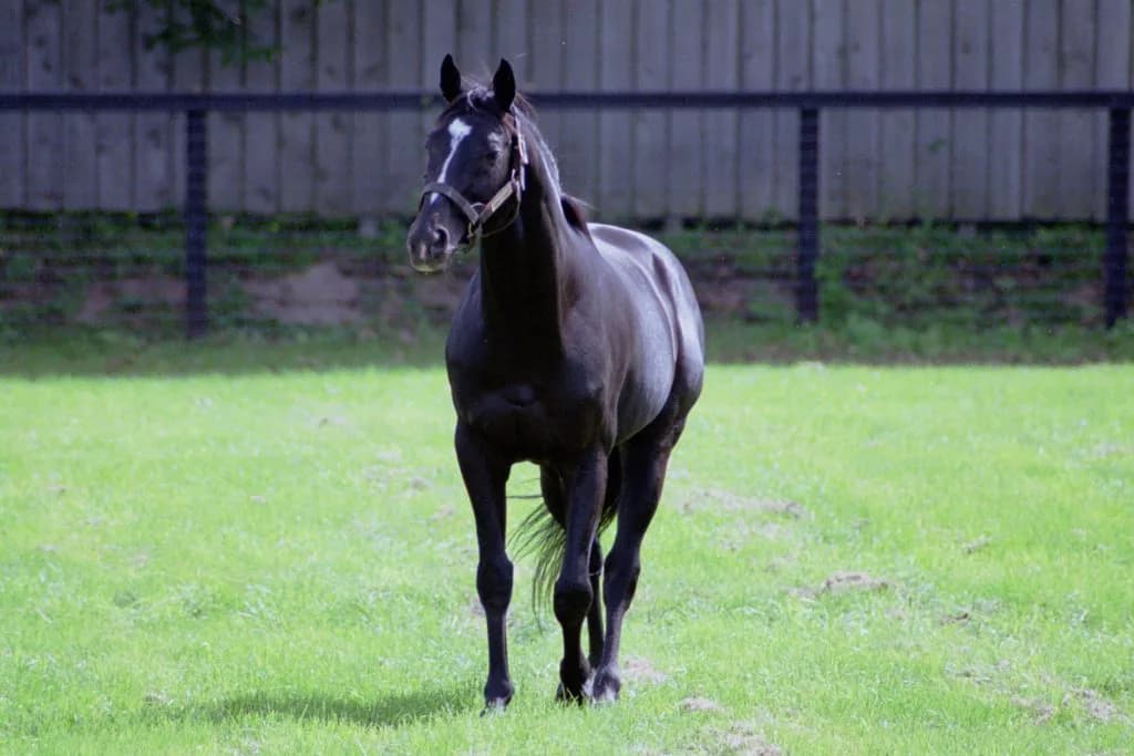 2016年ヴィクトリアマイルも傾向通りの決着になるか