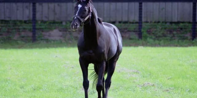 2016年ヴィクトリアマイルも傾向通りの決着になるか