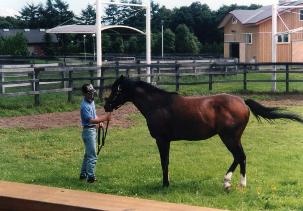 “トウカイテイオー最後の産駒”キセキノテイオー、デビュー戦は6着