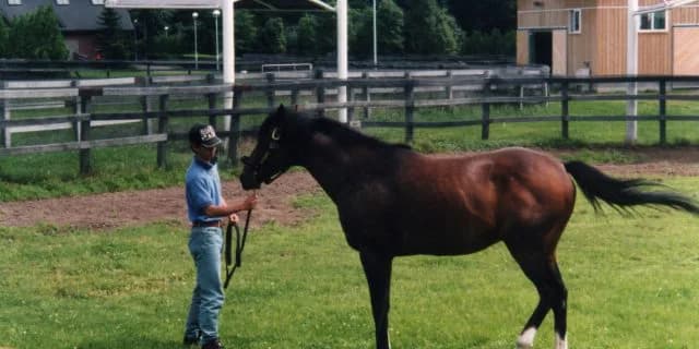 【日本ダービー2016出走馬】マイルまでしか実績を示せていないブレイブスマッシュが勝つために必要な要素