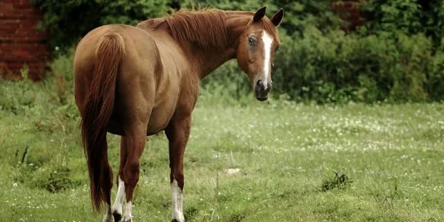 競馬を引退した馬にセカンドライフを！「あきた乗馬クラブ」が引退馬の受け入れ合意。東北の乗馬施設では初