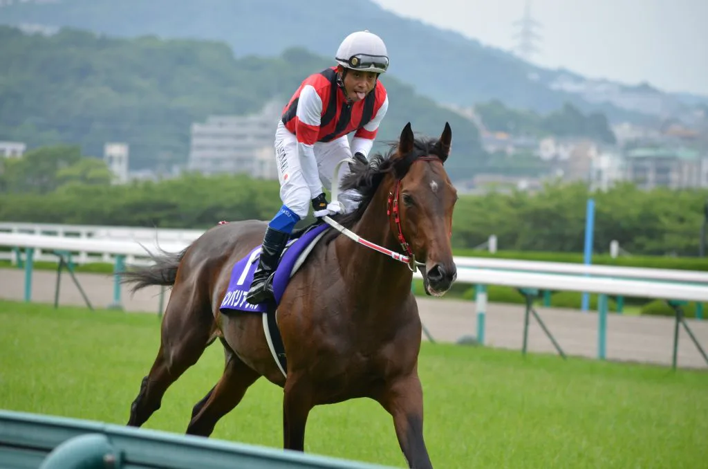 【注目新馬】ウインバリアシオンの全弟・ガーランドワルツが登場