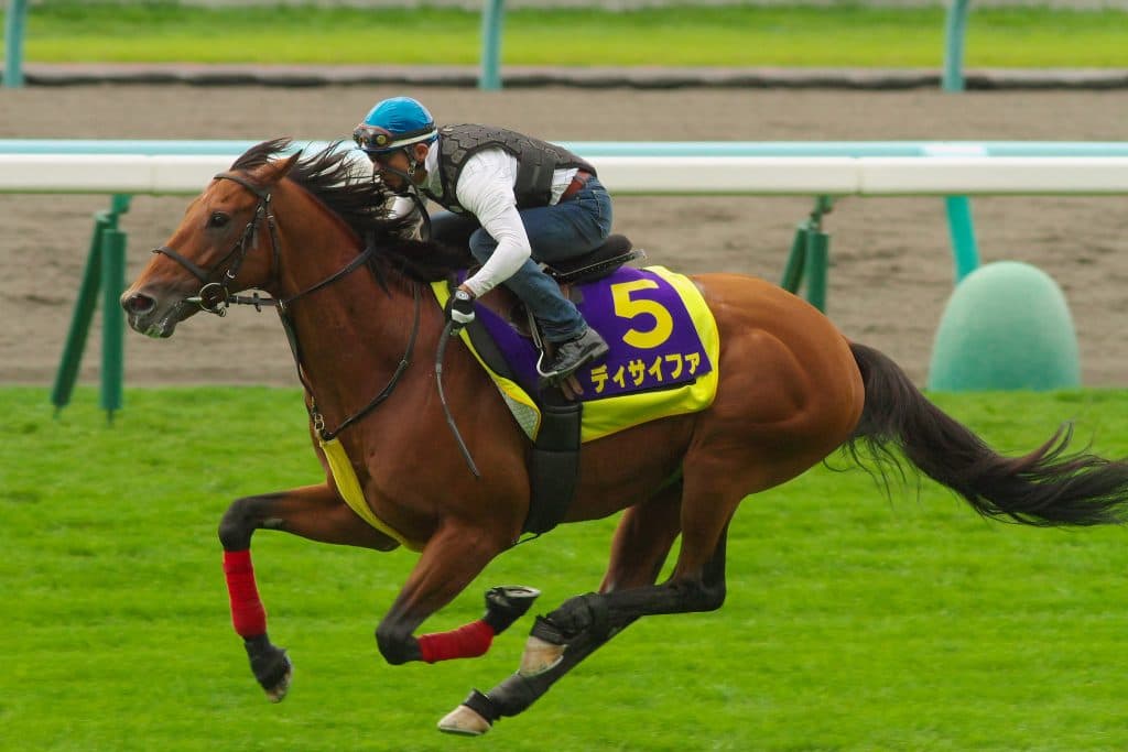 【安田記念2016予想】モーリスの連勝はベリーに始まりベリーで終わる？少頭数競馬ならディサイファが逆転も。