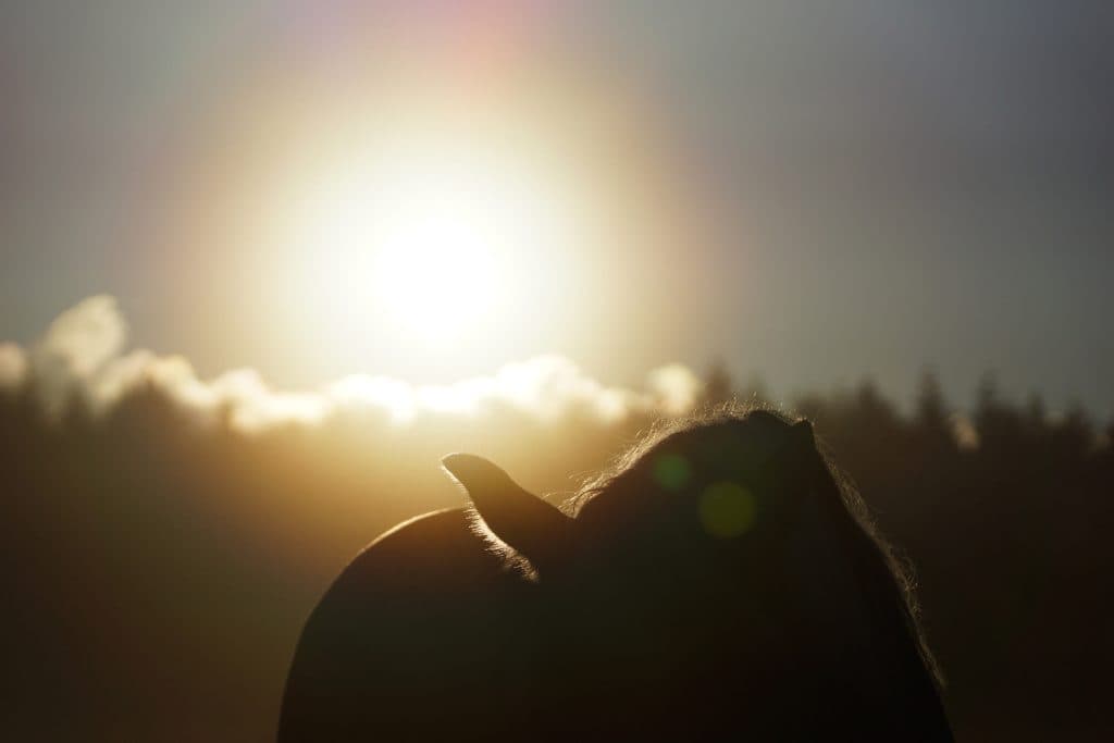 【菊花賞2016予想】強いのは何産駒？ディープインパクトVSキングカメハメハVS？？？