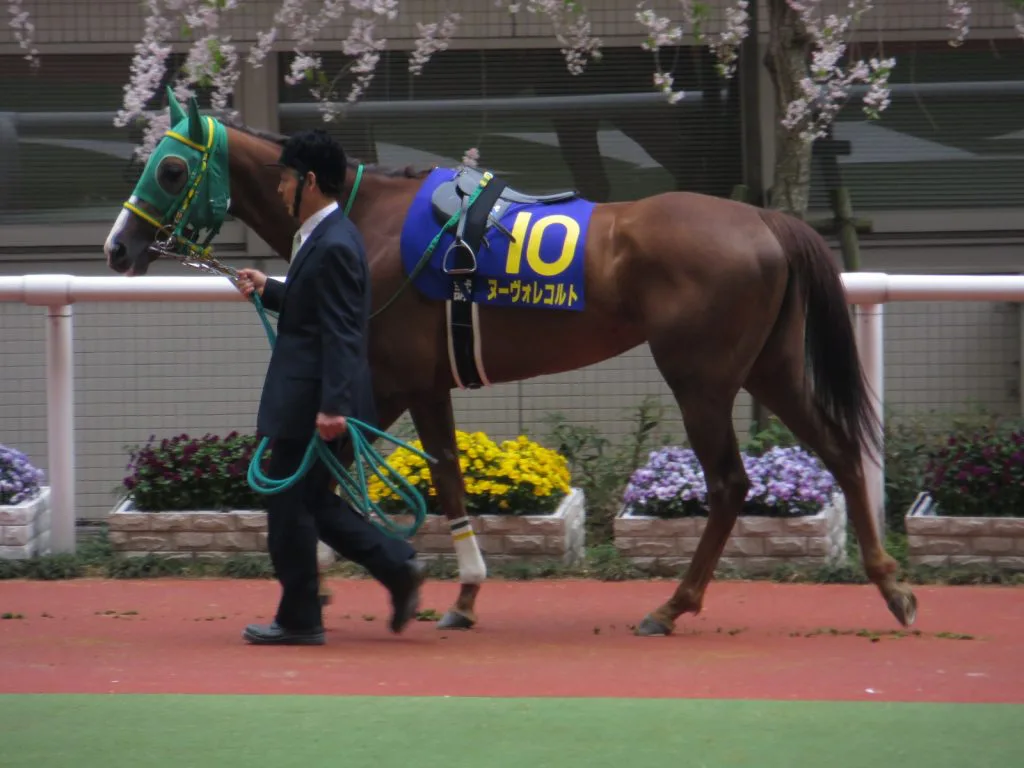 【BCフィリー&メアターフ予想2016】ヌーヴォレコルトは近走よりパフォーマンスを上げられるかが鍵か