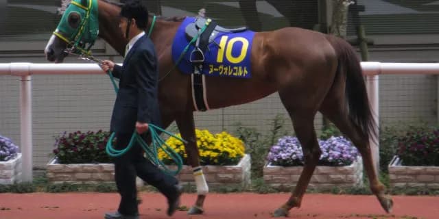 ヌーヴォレコルト引退、繁殖入り。今年はロードカナロアと、来年は海外で交配？繁殖馬としてはやくも大人気！