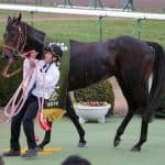【京都記念2017結果】サトノクラウン連覇達成！重賞2連勝！