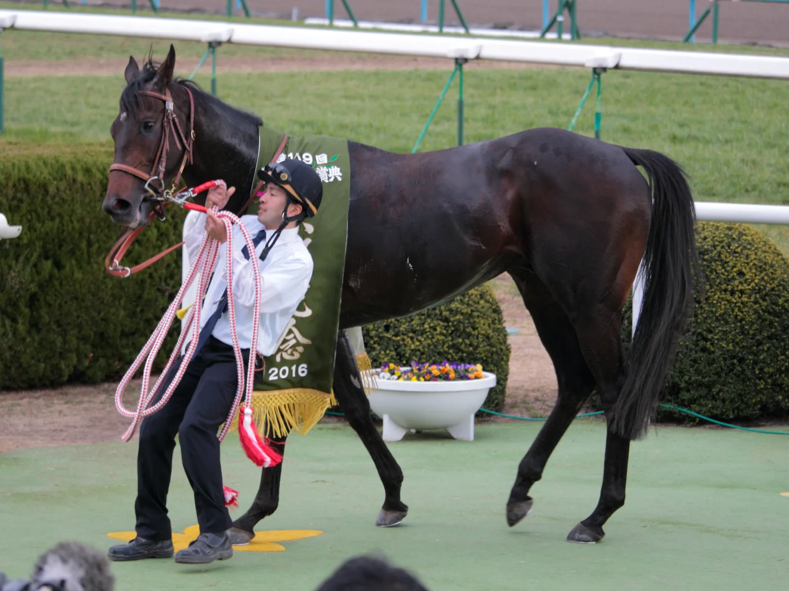 【京都記念2017結果】サトノクラウン連覇達成！重賞2連勝！