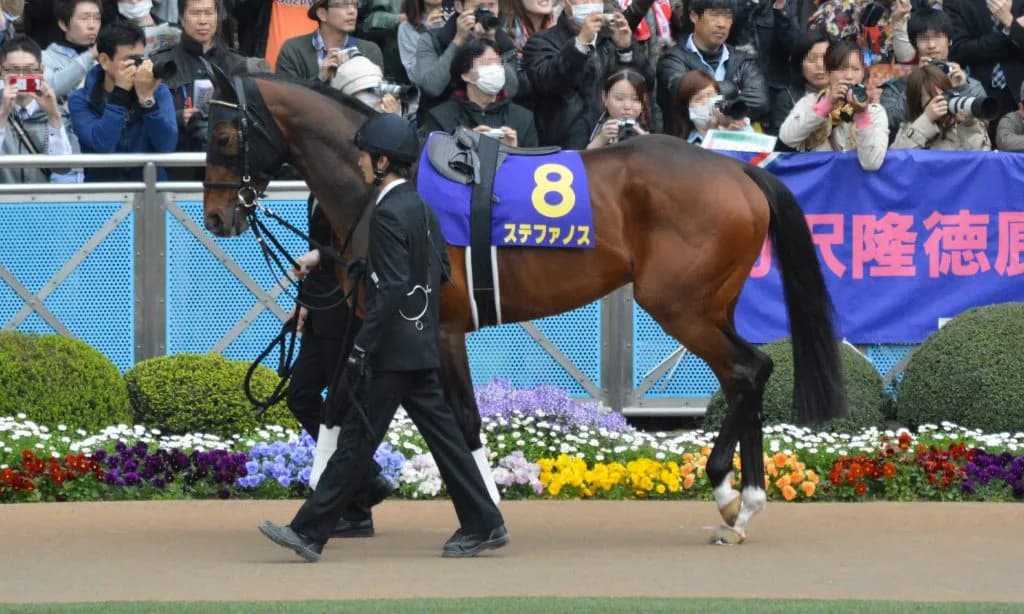 【宝塚記念2016出走馬】G1初制覇を虎視眈々と狙うステファノス