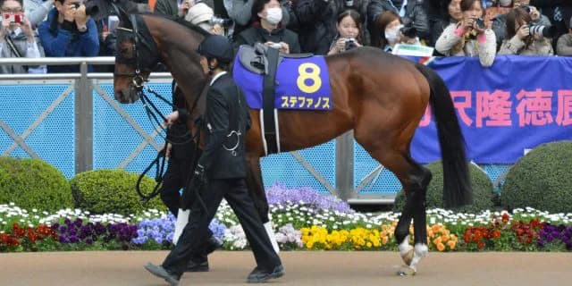 【宝塚記念2016出走馬】G1初制覇を虎視眈々と狙うステファノス