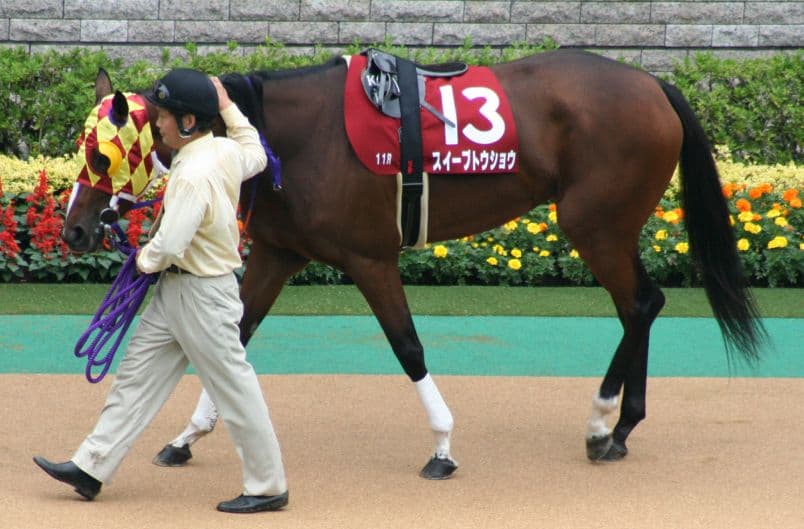 【注目新馬】ついに大物誕生か？スイープセレリタス、新潟競馬場でデビュー