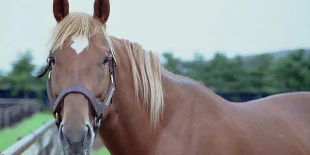 JRAが誇る名馬“タイキシャトル”死す、老衰による心不全