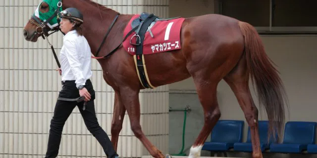 【宝塚記念2016出走馬】中距離で頭角を現したヤマカツエース