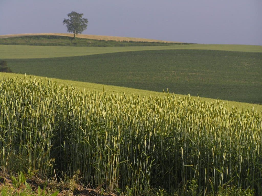 【麦秋S2016予想】日曜モーリス鉄板なら土曜はソルティコメントで鉄板か？