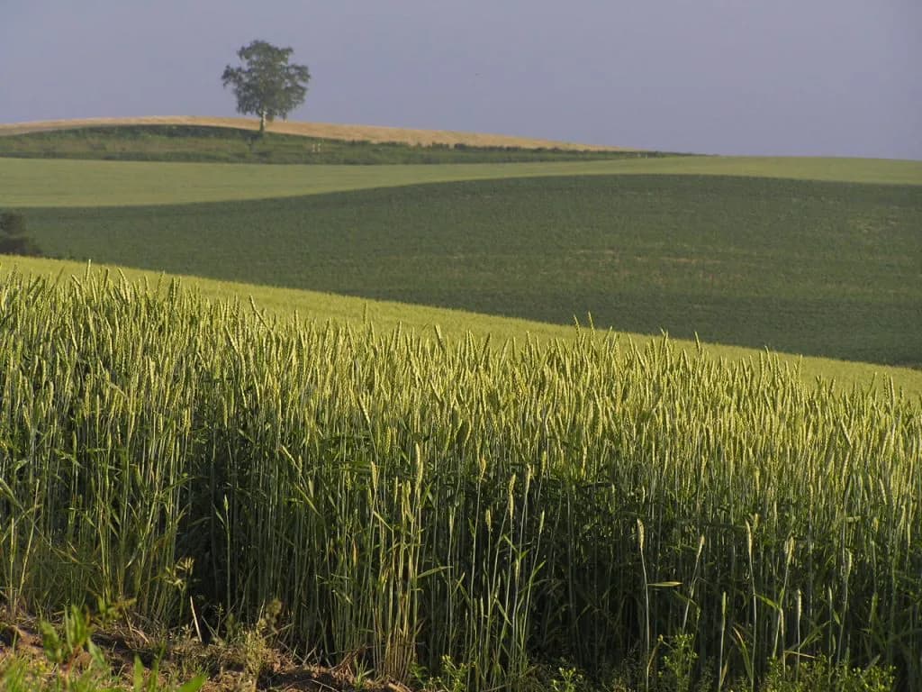 【麦秋S2016予想】日曜モーリス鉄板なら土曜はソルティコメントで鉄板か？