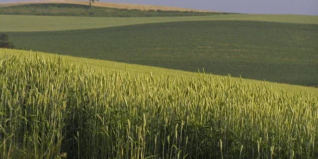 【麦秋S2016予想】日曜モーリス鉄板なら土曜はソルティコメントで鉄板か？