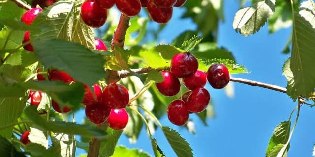 1パック1万円の佐藤錦もオイシくいただくための、さくらんぼ特別考察