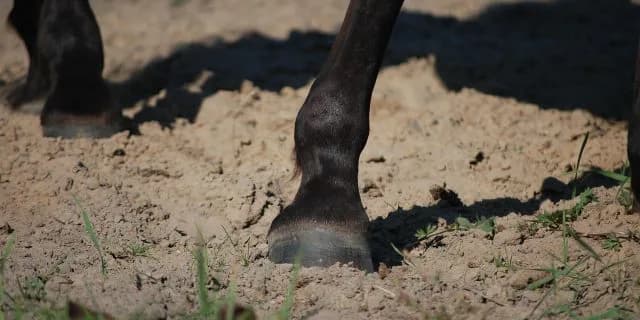 【垂水S予想2017】募集価格1億円ホースがようやく準オープンの舞台に！